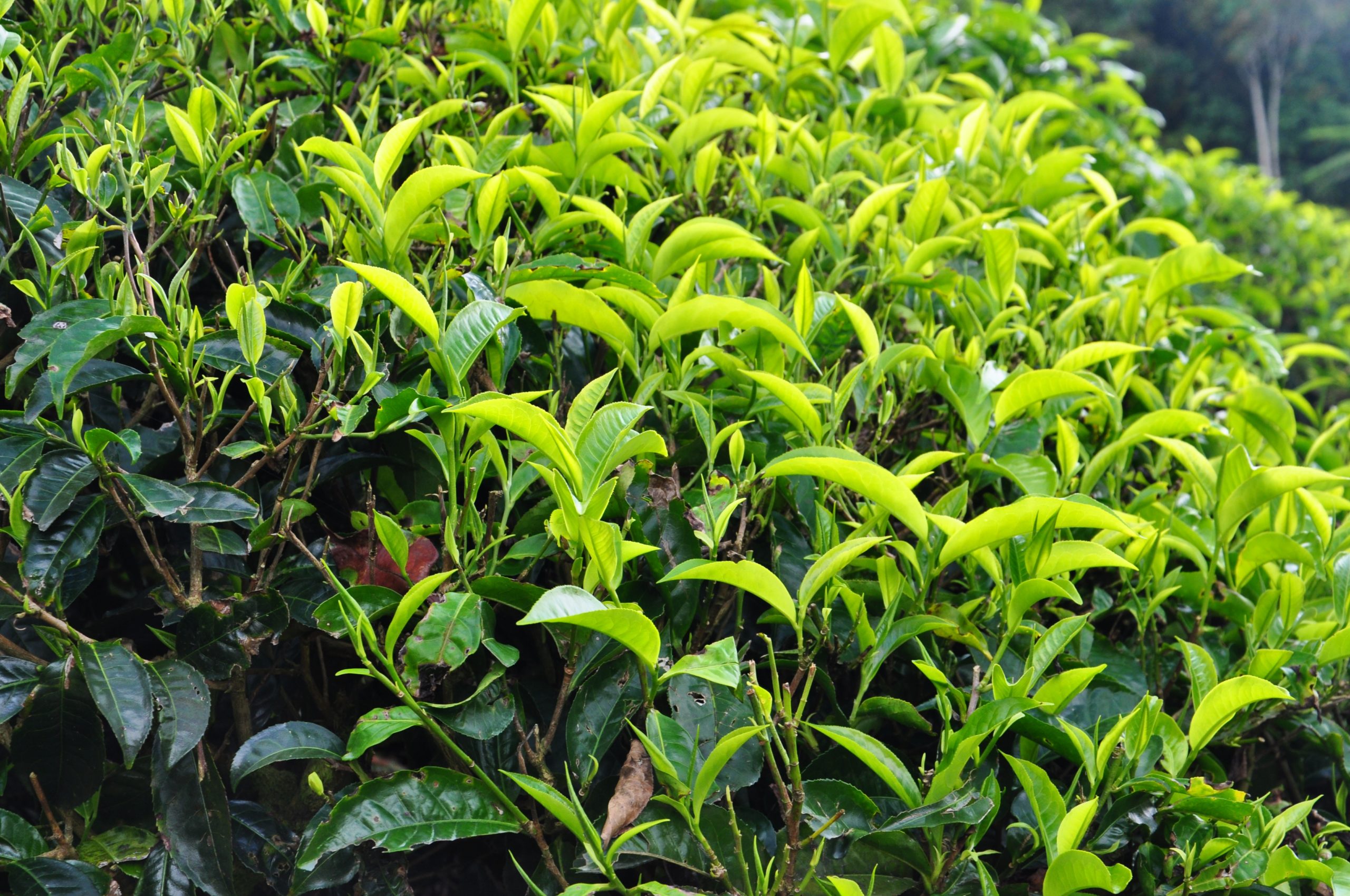 Organiczna uprawa, Jak ratować świat w swojej kuchni, czyli trochę o żywności organicznej